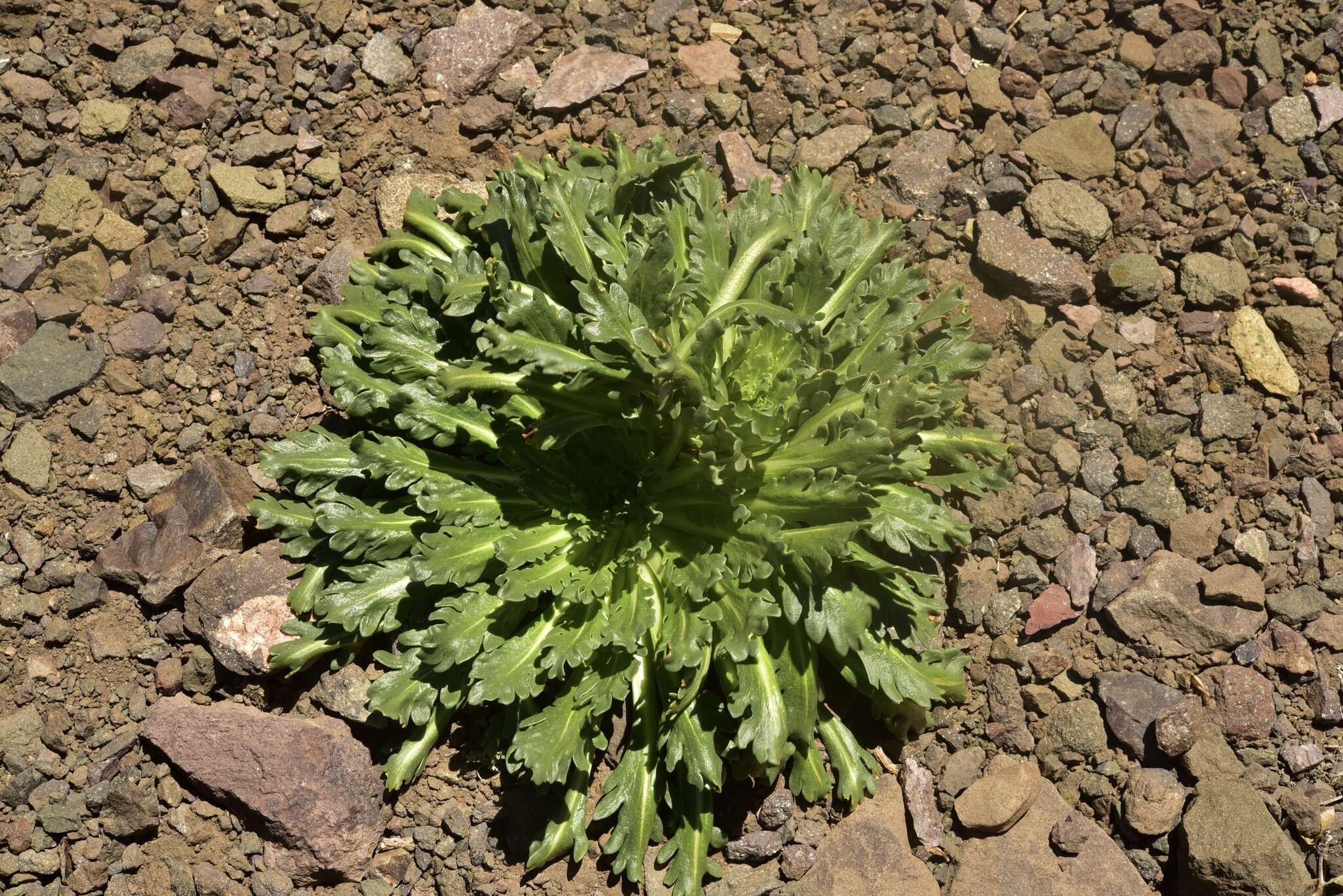 Image of Gamocarpha ventosa