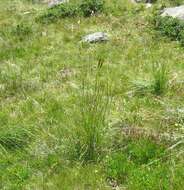 Image of Festuca paniculata (L.) Schinz & Thell.