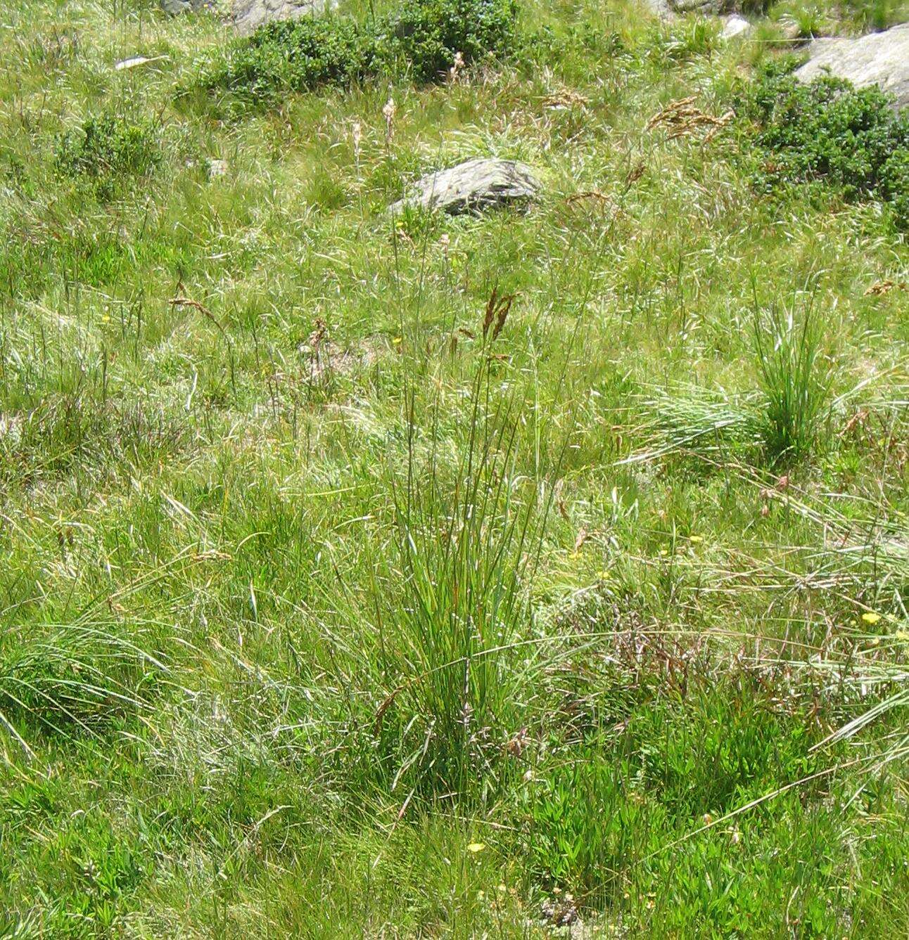 Image of Festuca paniculata (L.) Schinz & Thell.