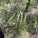 Plancia ëd Anisopogon avenaceus R. Br.