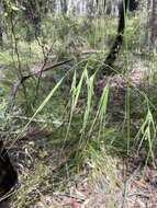 Plancia ëd Anisopogon