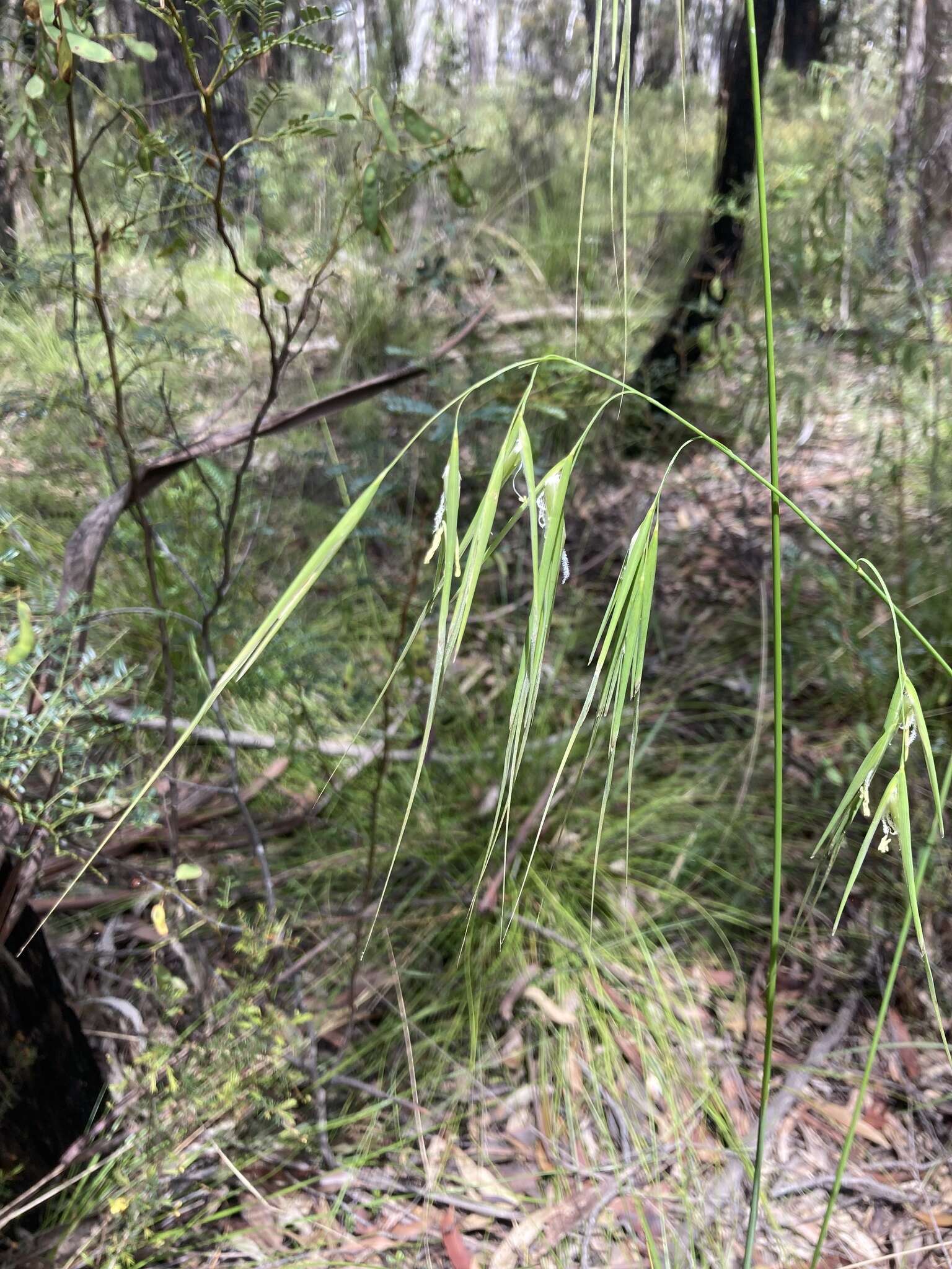 Image of Anisopogon