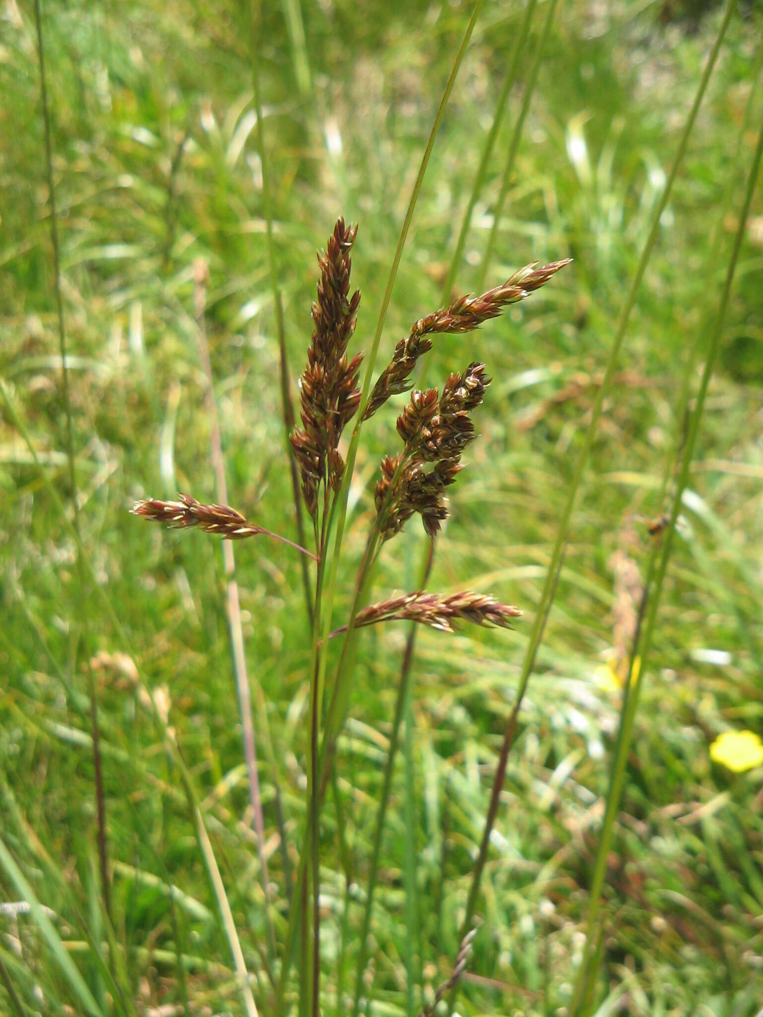 Image of Festuca paniculata (L.) Schinz & Thell.