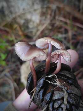 Image of Mycena seynii Quél. 1877