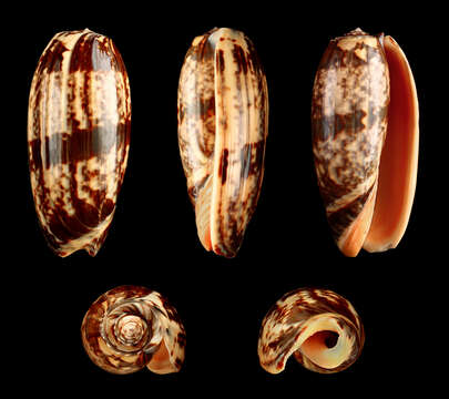 Image of Pacific common olive