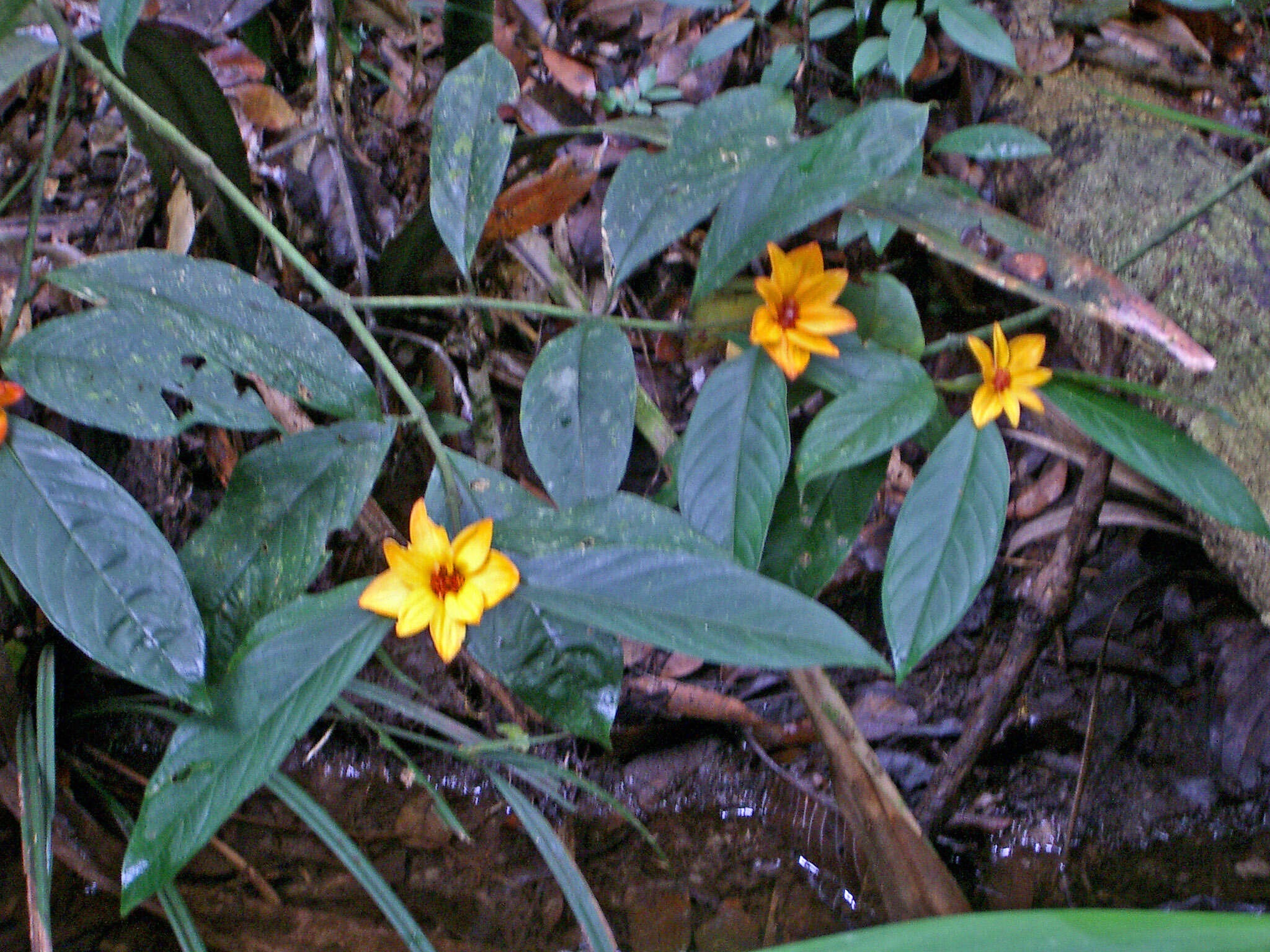 Image de Psychotria magnifica (Gillespie) Fosberg