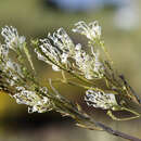 Image of Grevillea endlicheriana Meissn.