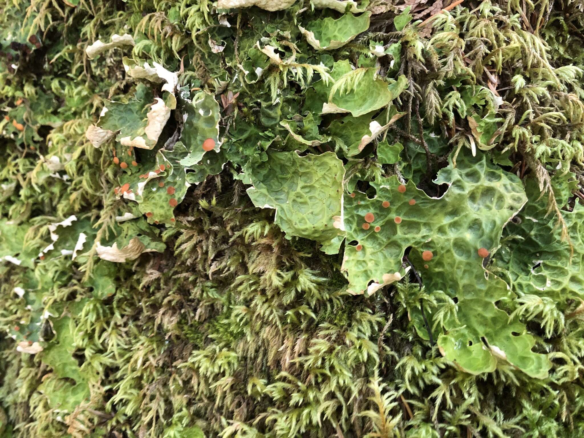 Image of lung lichen