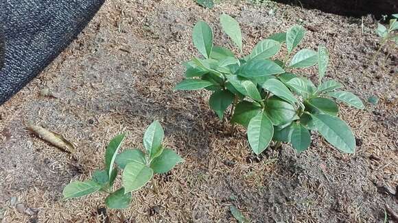 Image of Magnolia guatapensis (Lozano) Govaerts