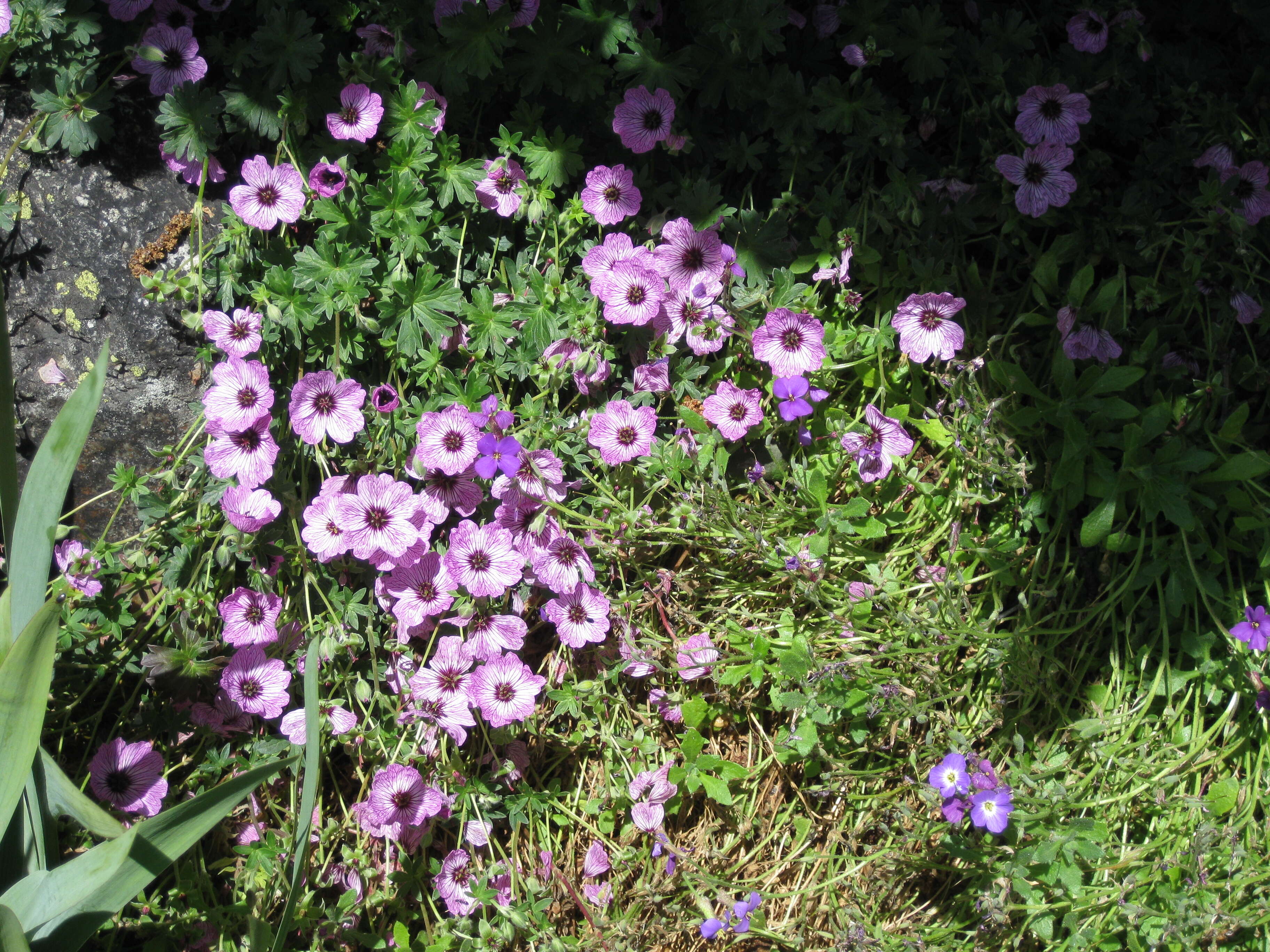 Image of ashy cranesbill