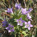 Gentianella austriaca (A. & J. Kern.) Holub的圖片