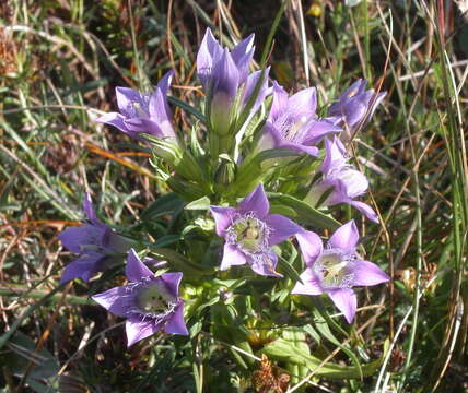 Image of Gentianella austriaca (A. & J. Kern.) Holub