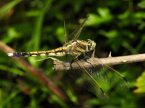 Sivun Orthetrum albistylum (Selys 1848) kuva