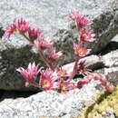 Image of Sempervivum ingwersenii Wale