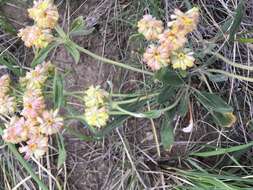 Imagem de Eriogonum flavum Nutt.