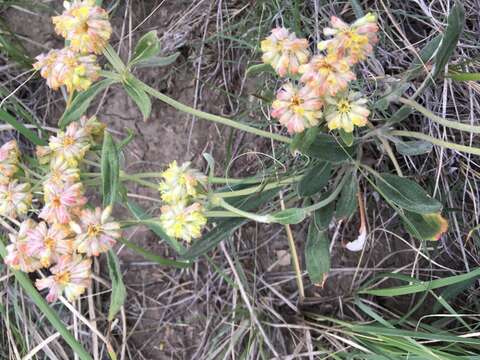 Image of alpine golden buckwheat