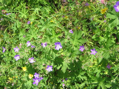 Image of Wood Crane's-bill