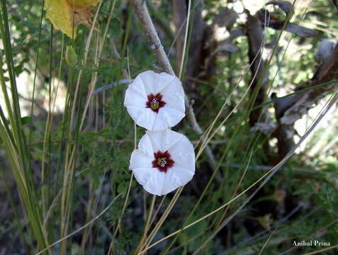 Image de Convolvulus laciniatus Desr.