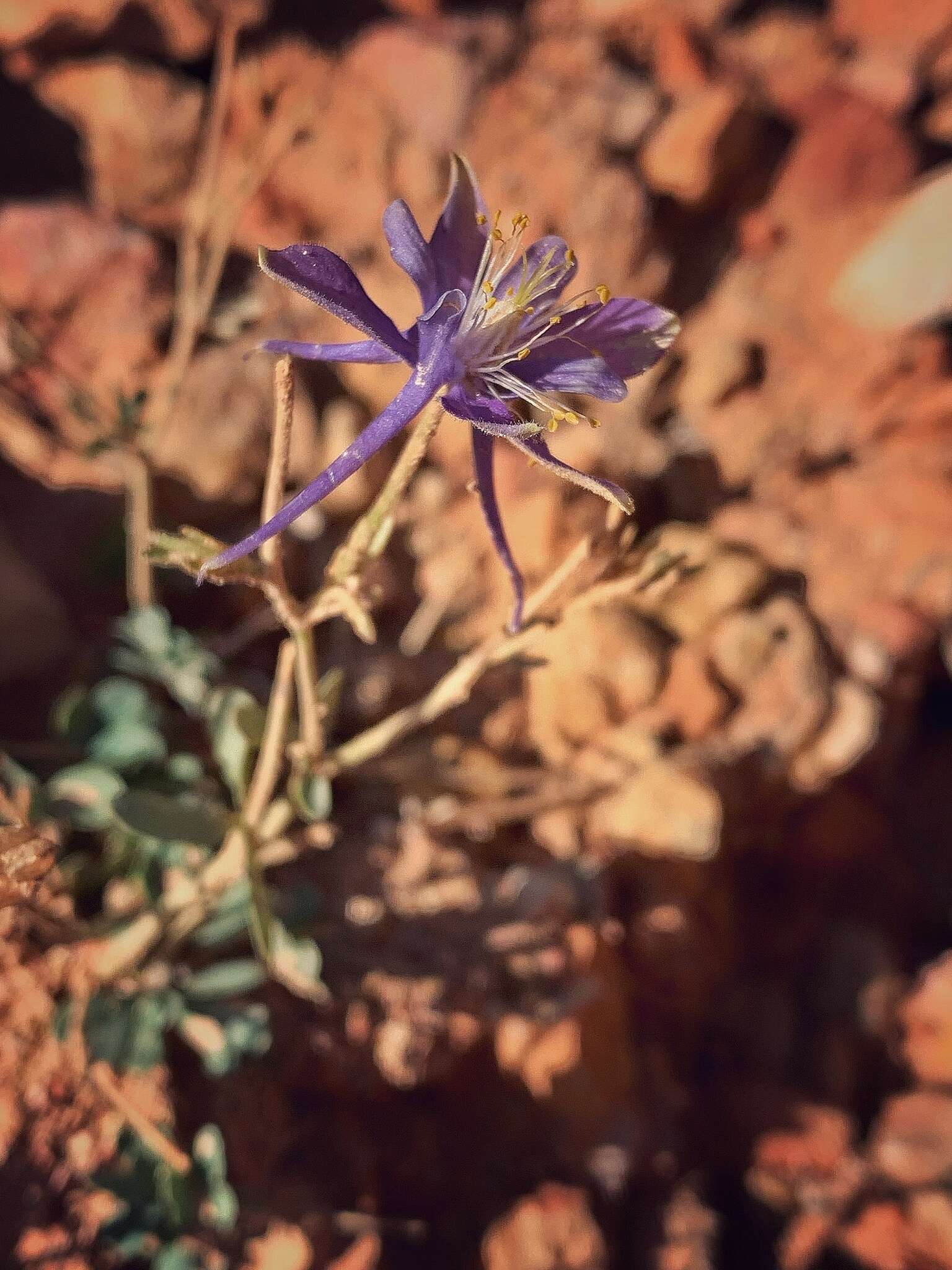 Image of Utah columbine