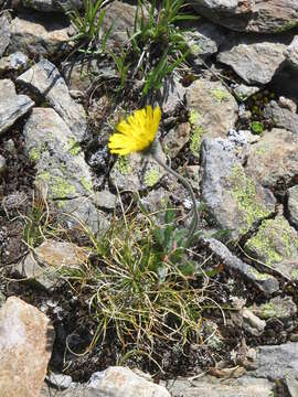 Image of alpine hawkweed