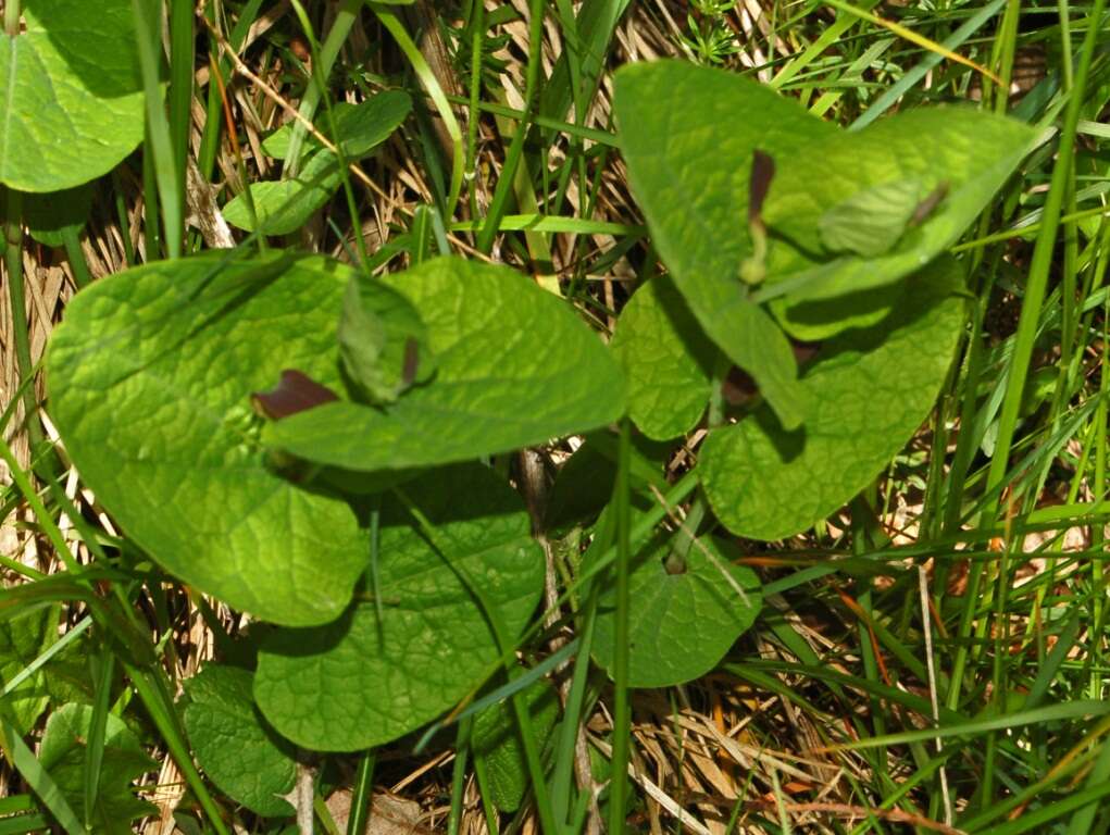 Image of Smearwort