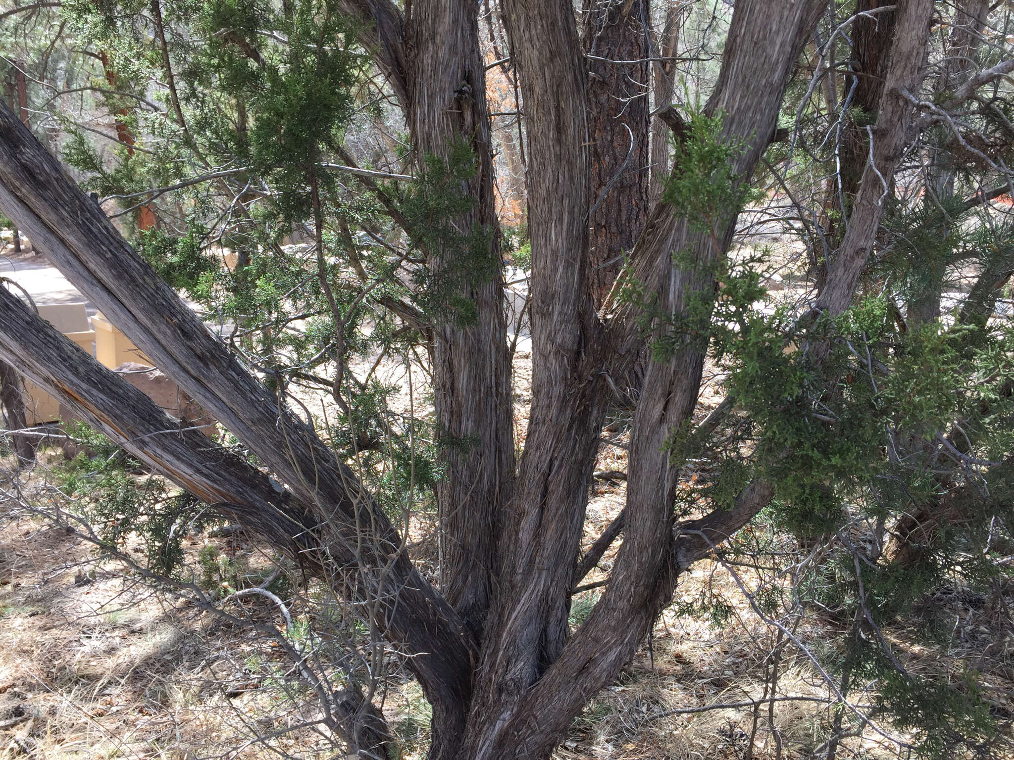 Image of oneseed juniper