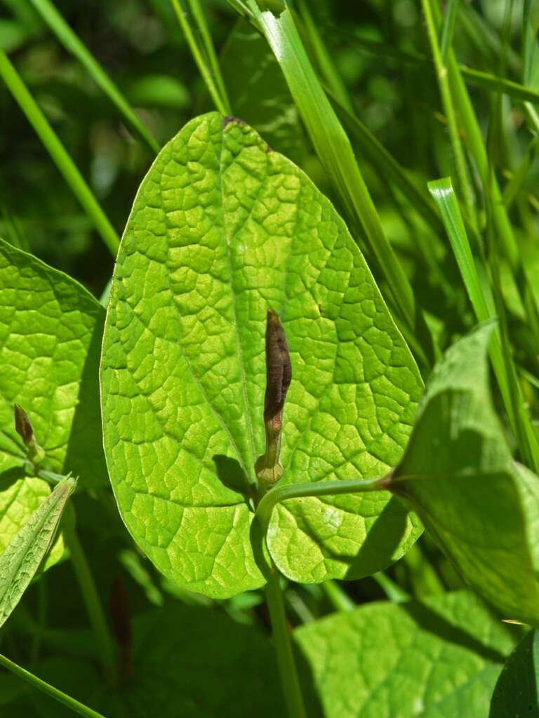 Image of Smearwort