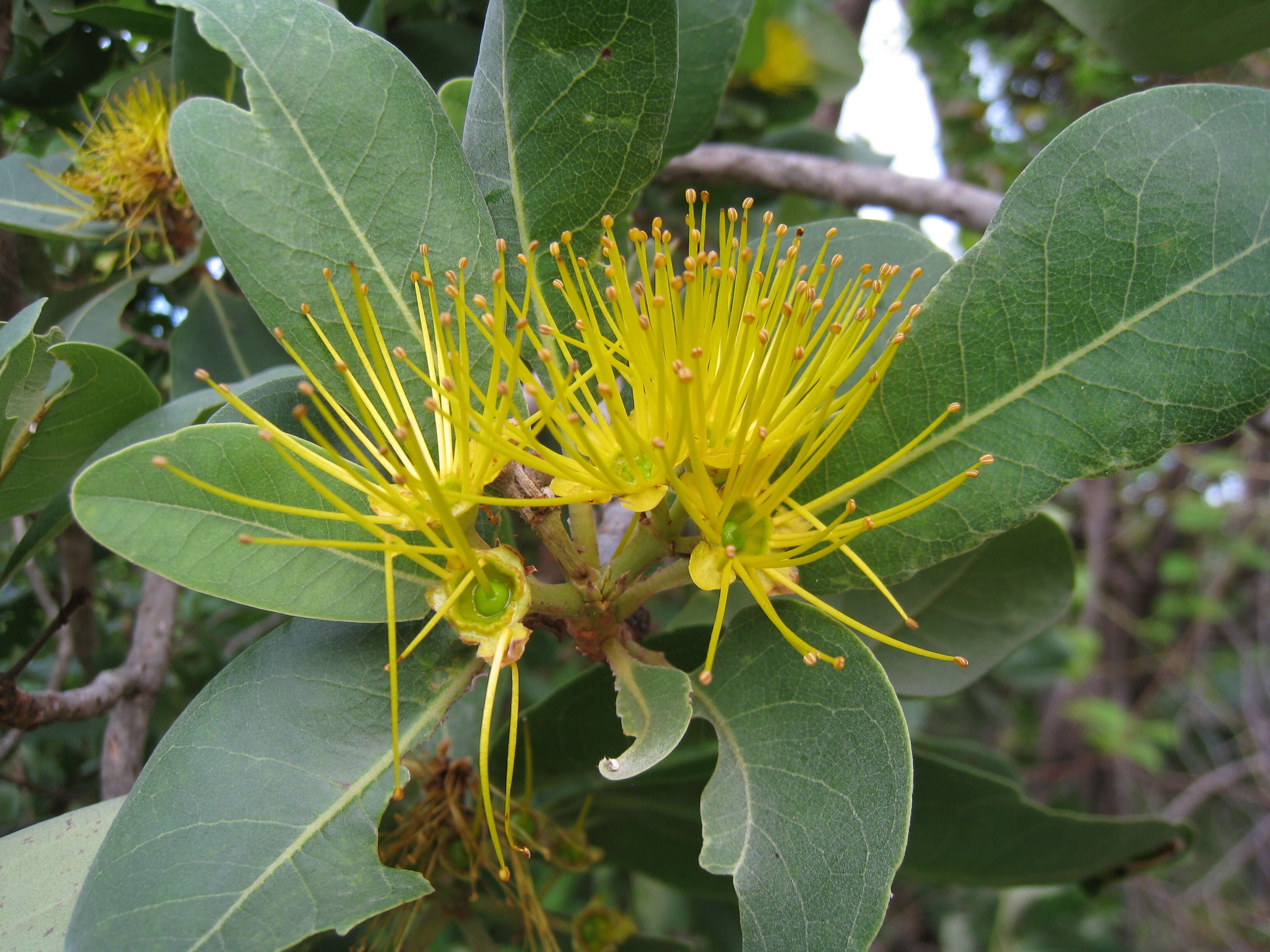 Image of Xanthostemon paradoxus F. Müll.