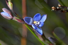Image of Gumland sun orchid