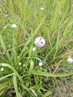 Image of sixangle pipewort