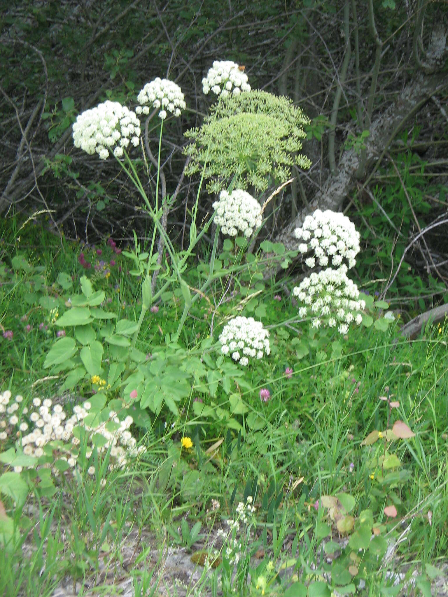Image of Broad-leaved Sermountain