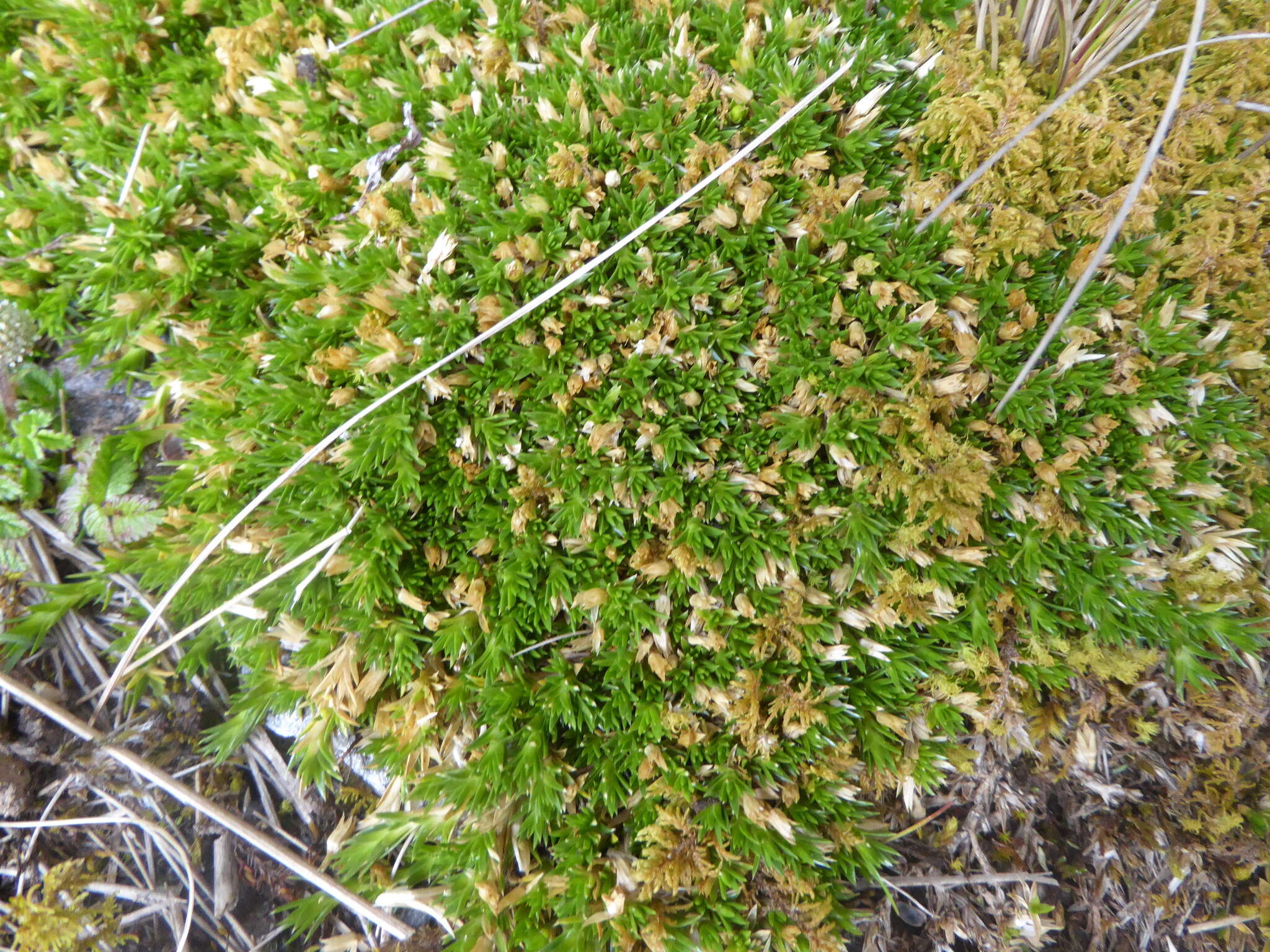 Image de Arenaria aphanantha Wedd