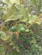 Image of Solanum ferrugineum Jacq.