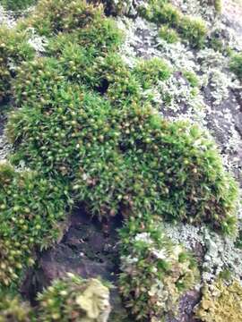 Image of orthotrichum moss