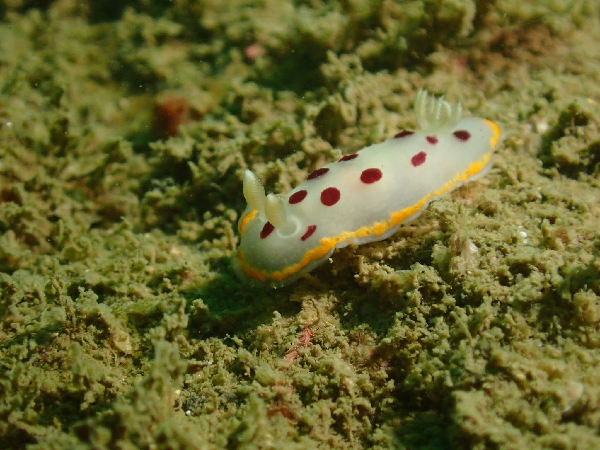 Image of Goniobranchus tumuliferus (Collingwood 1881)