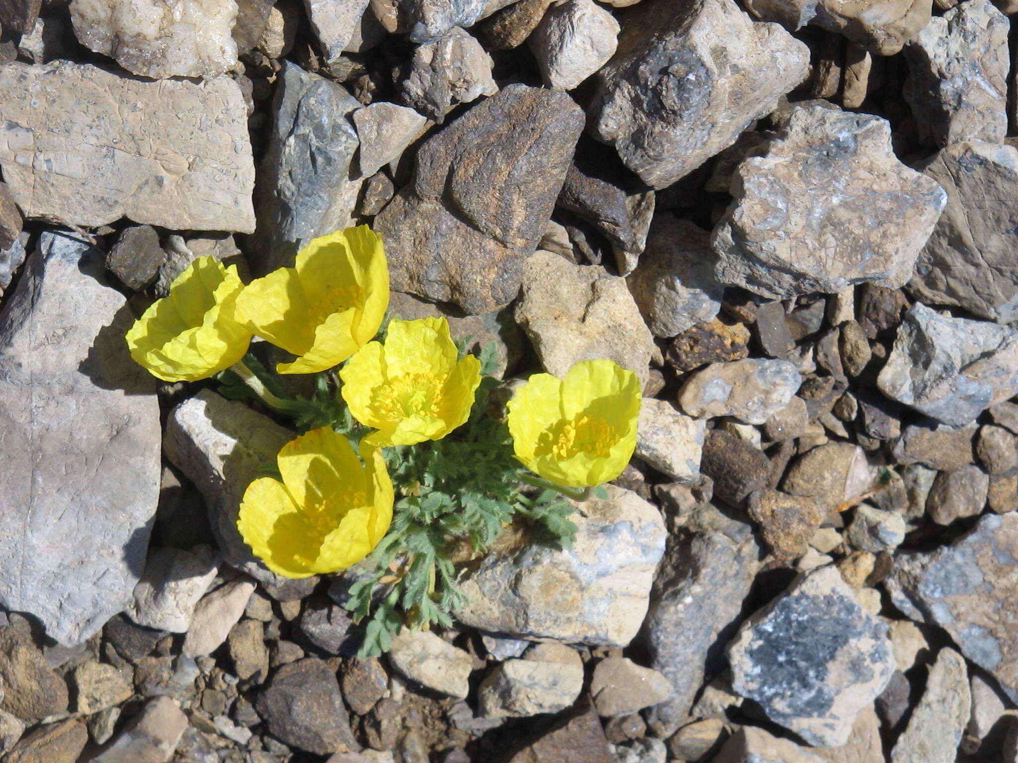 Imagem de Papaver alpinum L.