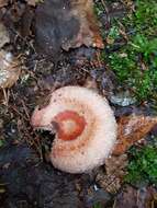 Image of Woolly Milkcap