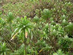 Image of Euphorbia stygiana subsp. stygiana