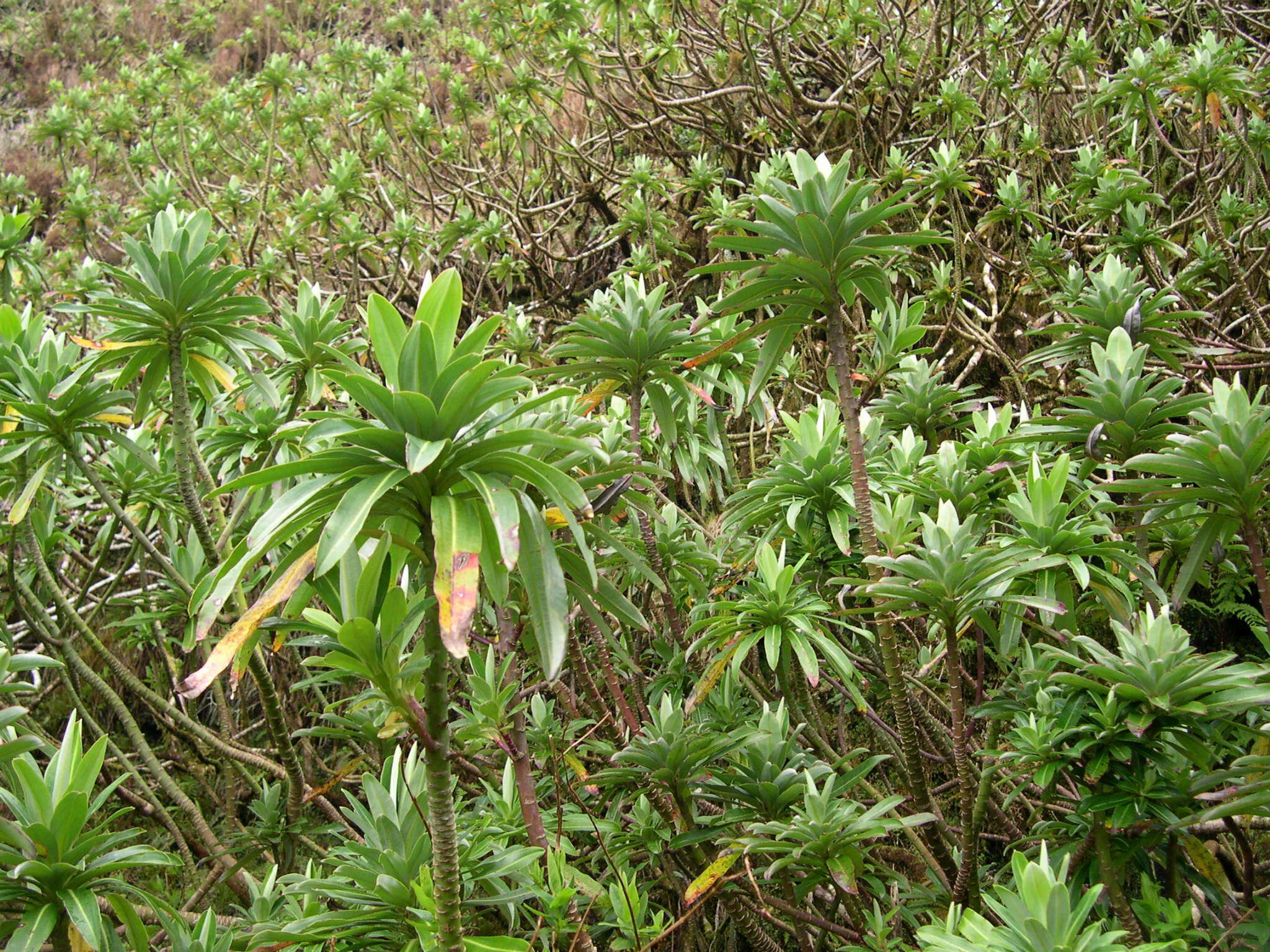 Image of Euphorbia stygiana subsp. stygiana