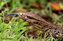 Image of Bengal Monitor Lizard