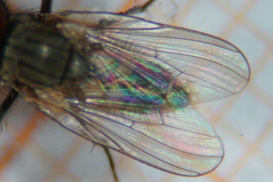 Image of Little House Fly