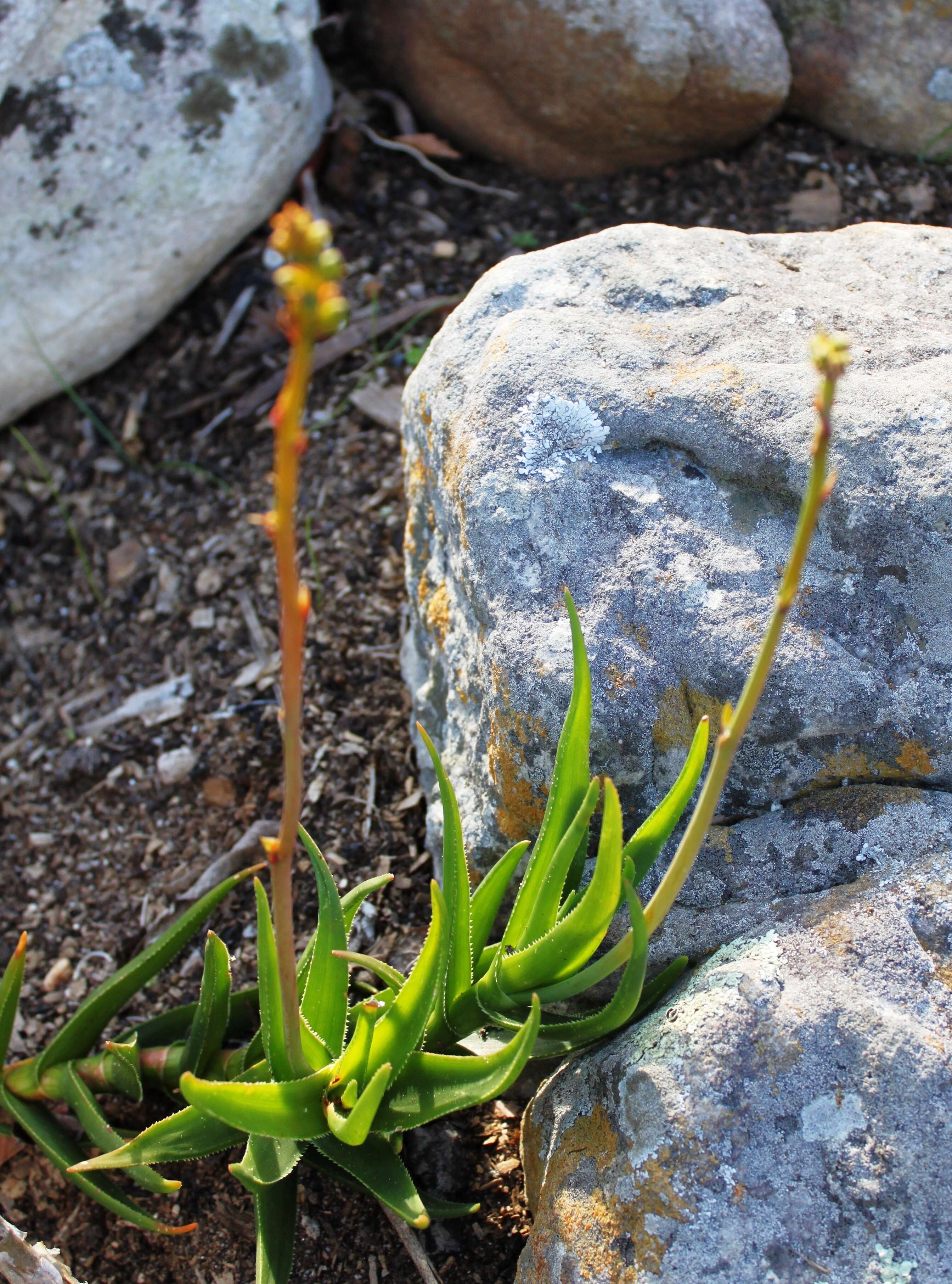 Aloiampelos decumbens (Reynolds) Klopper & Gideon F. Sm. resmi