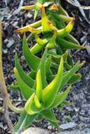 Aloiampelos decumbens (Reynolds) Klopper & Gideon F. Sm. resmi