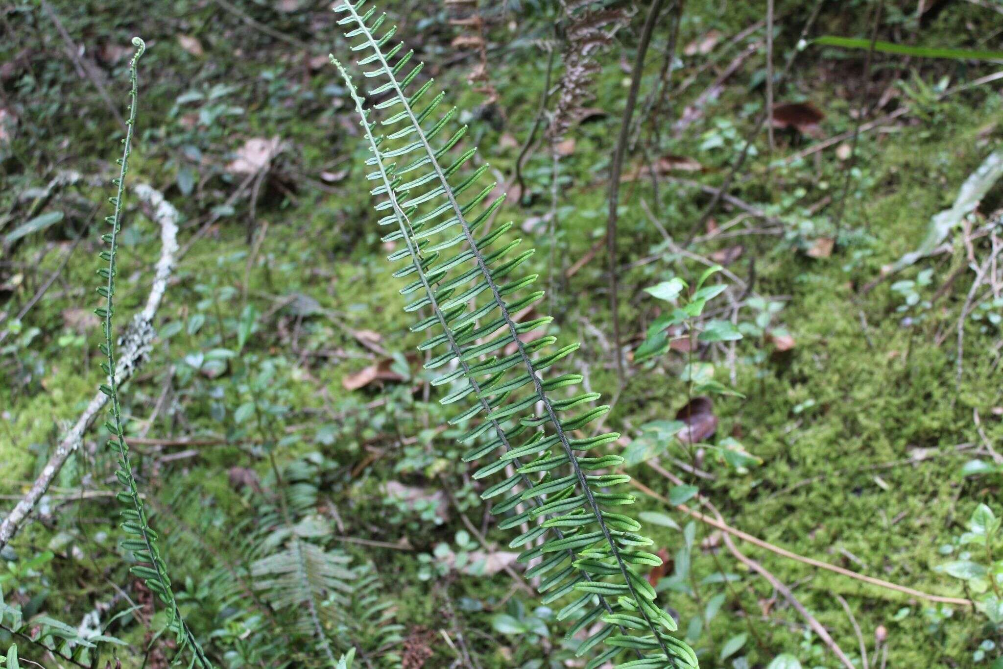 Image of Pecluma hygrometrica (Splitg.) M. G. Price