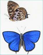 Image de Arhopala achelous (Hewitson 1862)