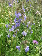 Image de Polémoine bleue