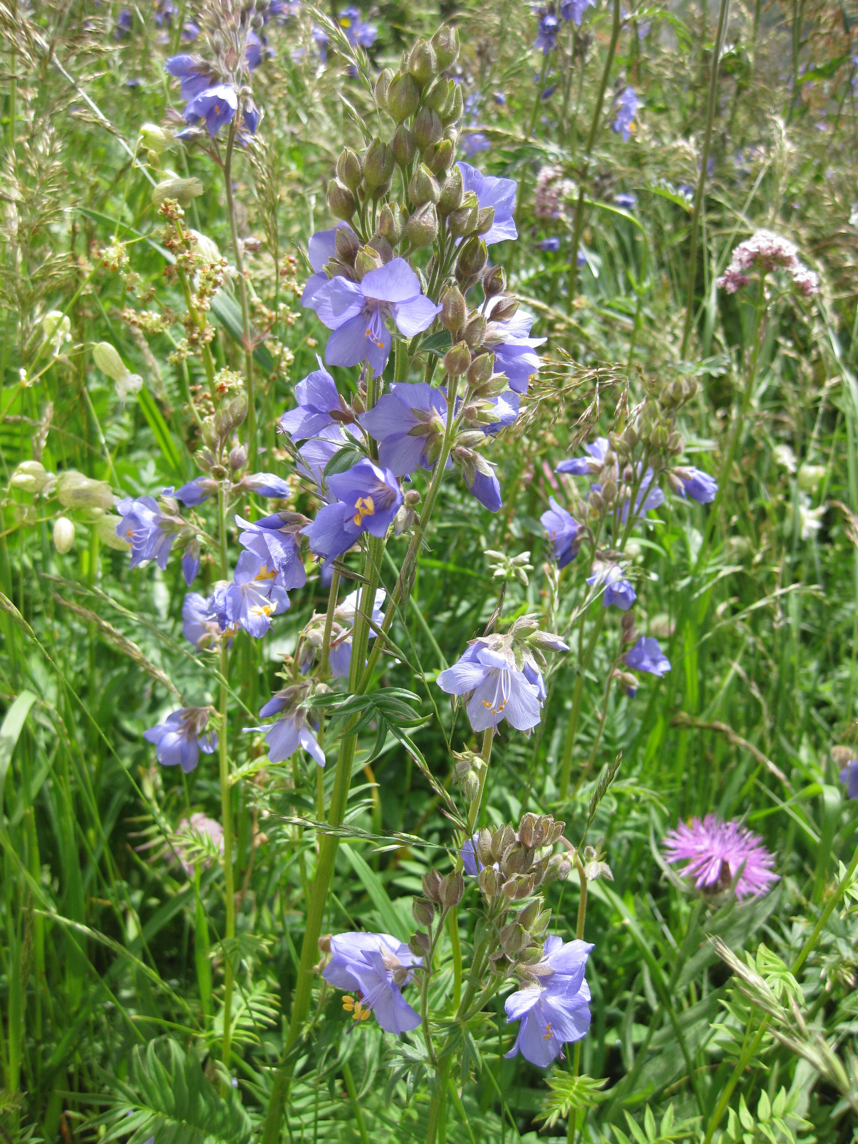 Image de Polémoine bleue