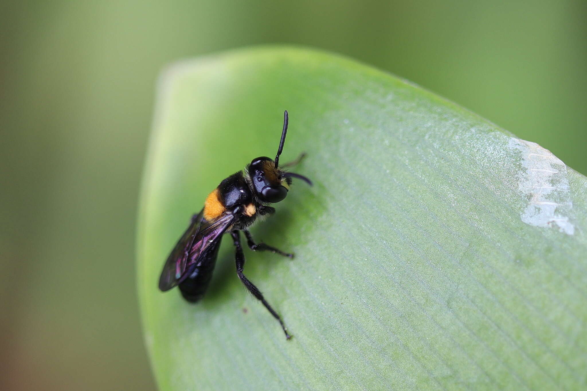 Image of Yellow-spotted Leioproctus