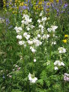 Image de Polémoine bleue