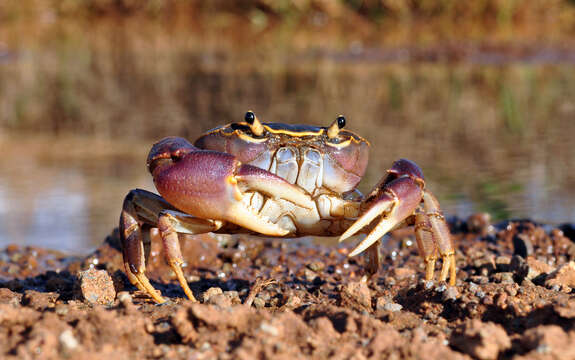 Image of Potamonautes flavusjo Daniels, Phiri & Bayliss 2014